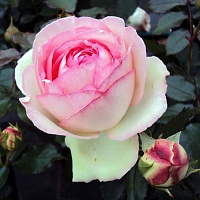 Роза чайно-гибридная Оноре де Бальзак 